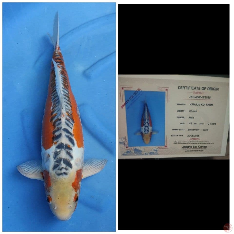 Yamaju Shusui