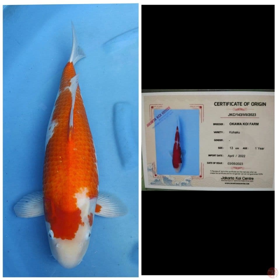 Okawa Kohaku