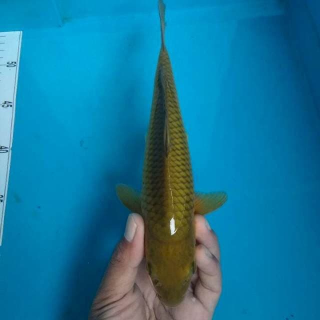 Hijau*25cm