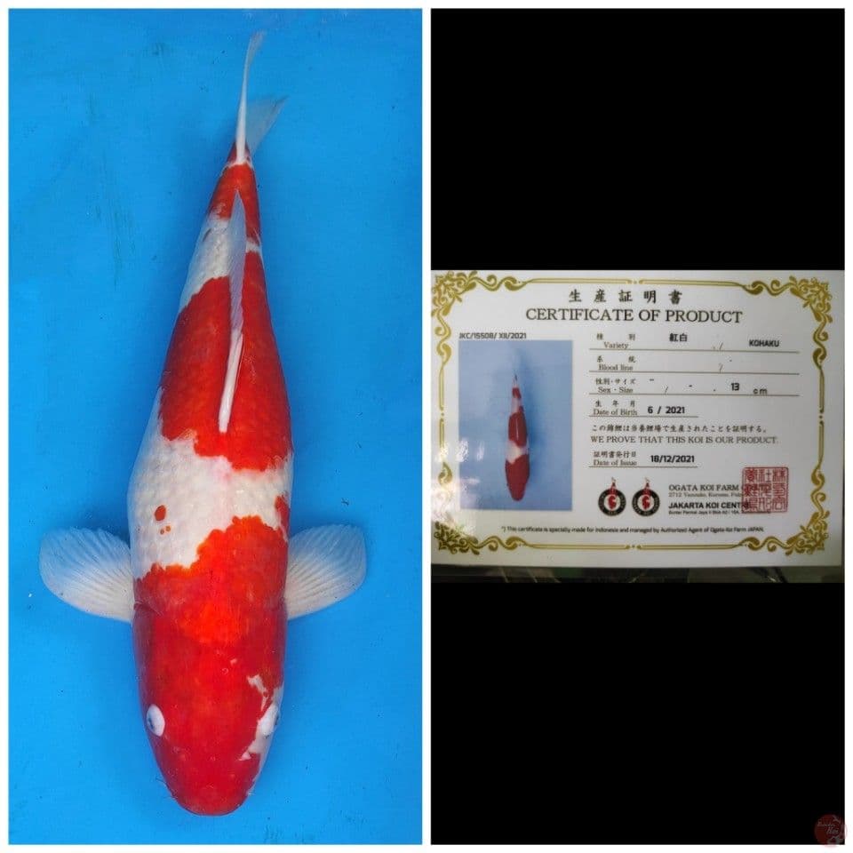 Ogata Jumbo Kohaku