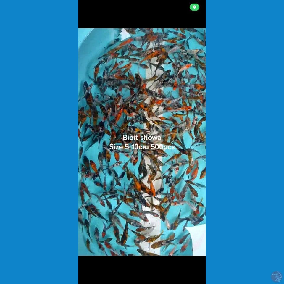 Bibit showa 5-10cm 500pcs