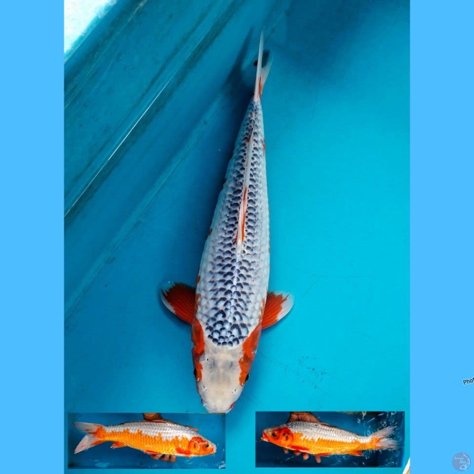 42cm Asagi net 3d female