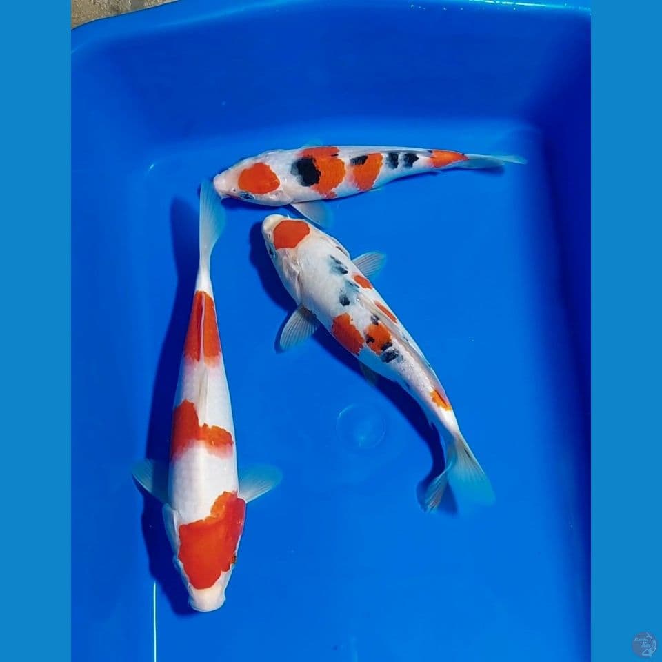 MARUTEN SANKE KOHAKU 20 22 26 CM