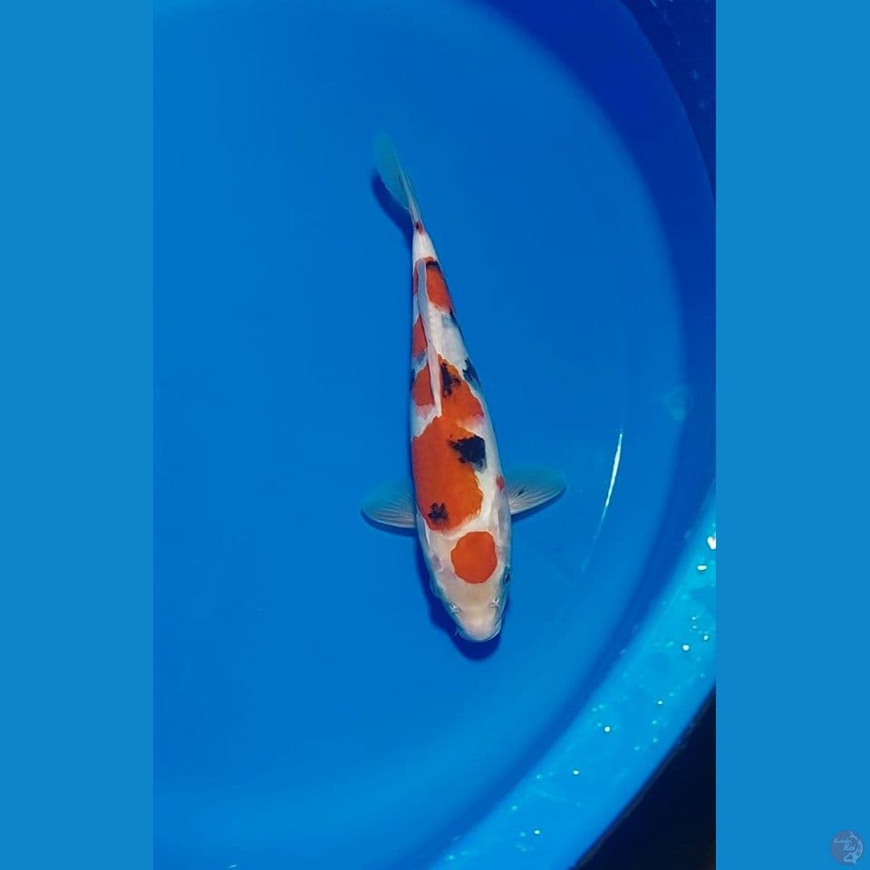 MARUTEN SANKE 22 CM