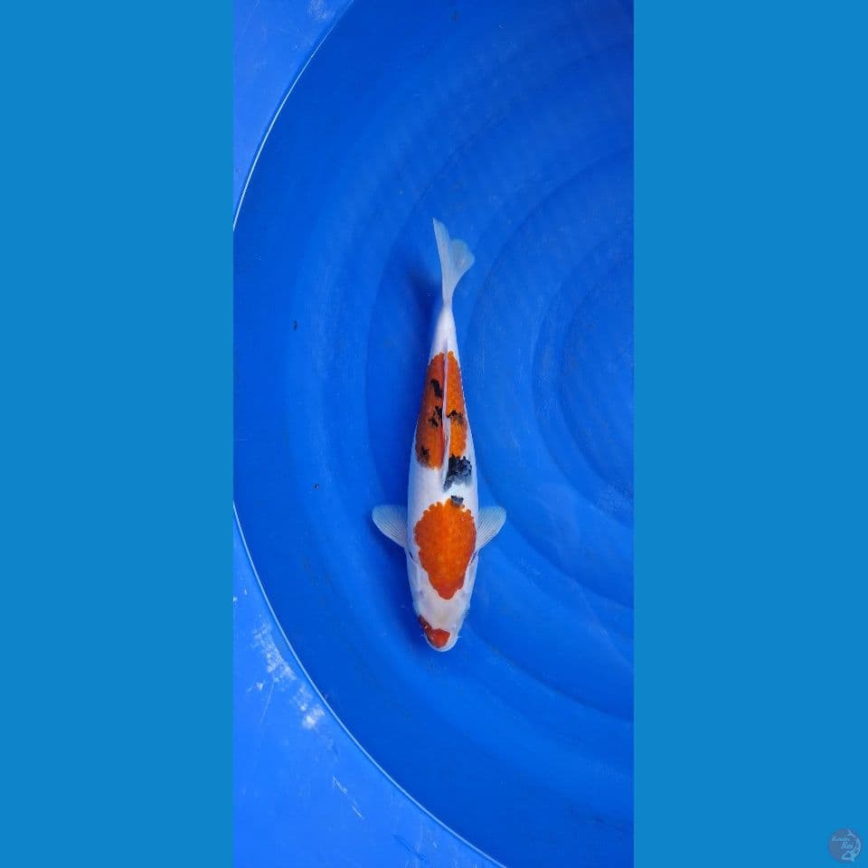 showa 35cm ( FEMALE) ORI