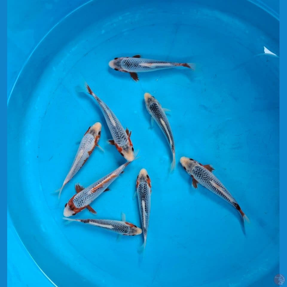 Asagi 13-17cm