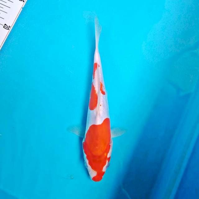 KOHAKU #24