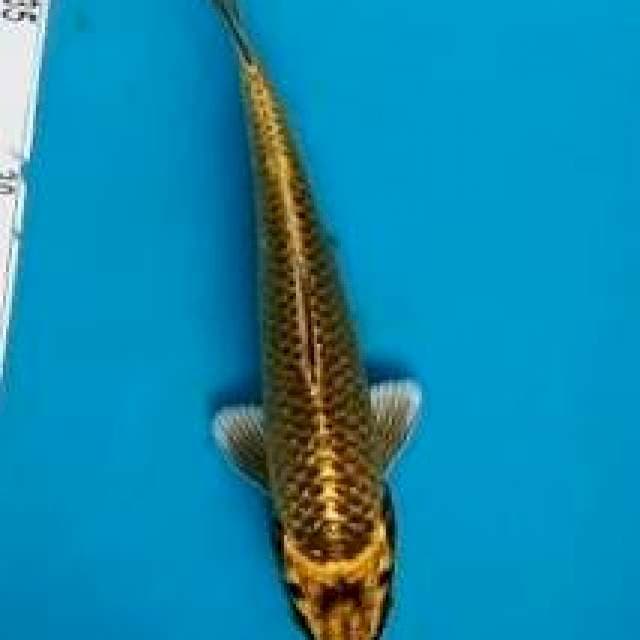 Kabuto*21cm
