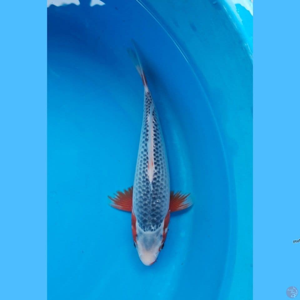 Asagi 26cm