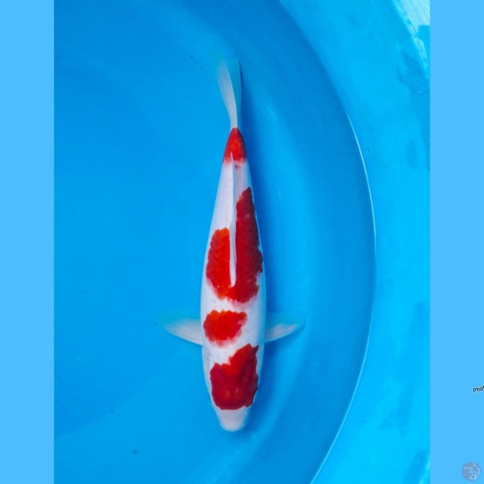 Kohaku 30cm