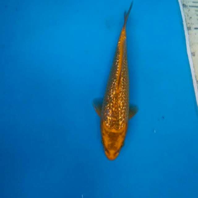Chagoi Gindrin 25cm