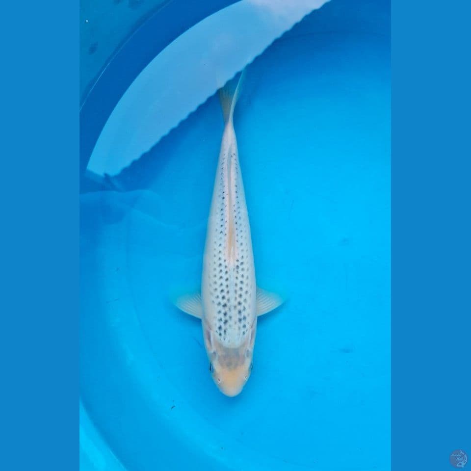 Asagi 32cm