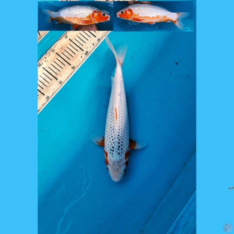 Asagi 34m Female