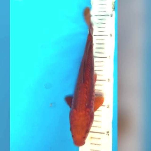 25 CM - CHAGOI ARAGOKE