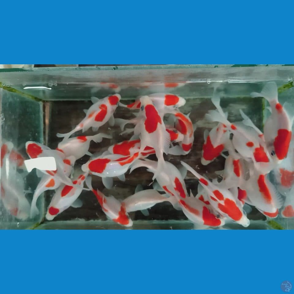 tamasaba jumbo 25 ekor 10 14 cm