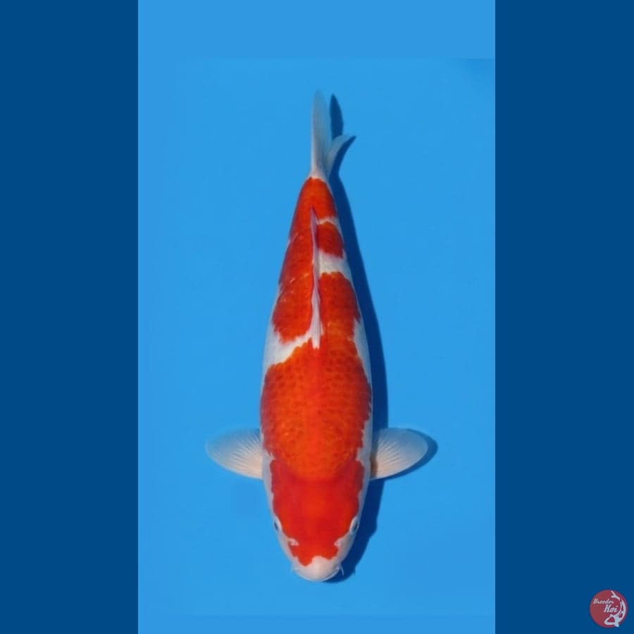 Kohaku ia GOR 33.Cm