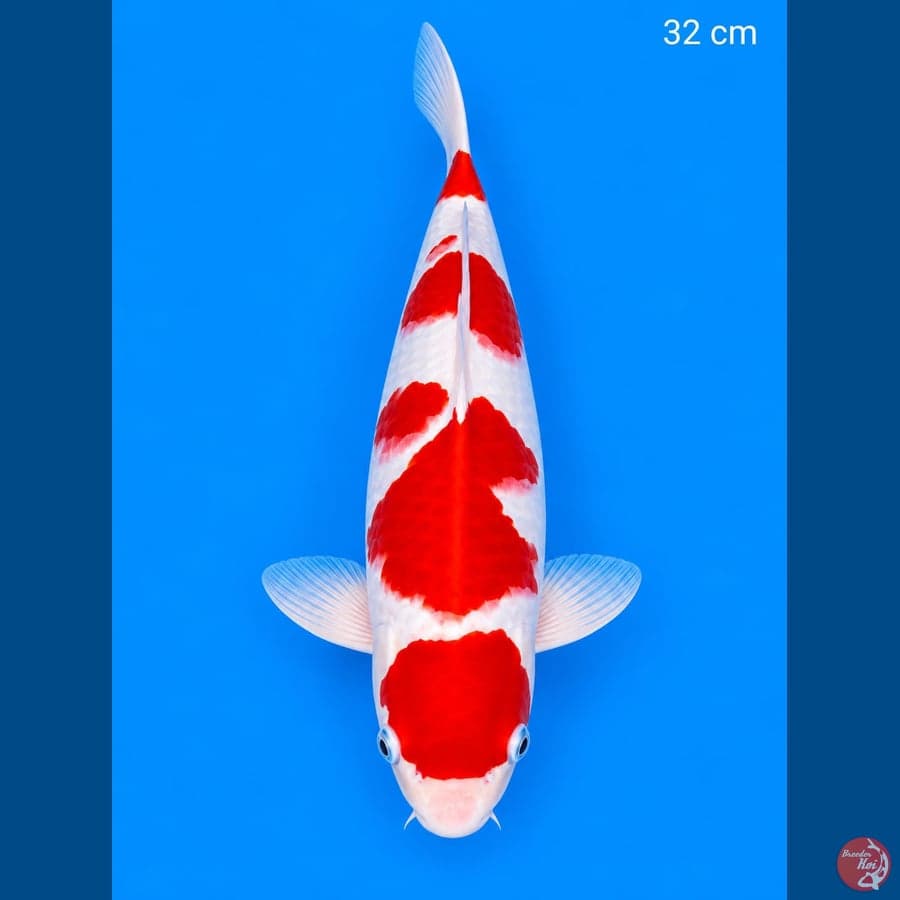 Kohaku bl akf 32 cm