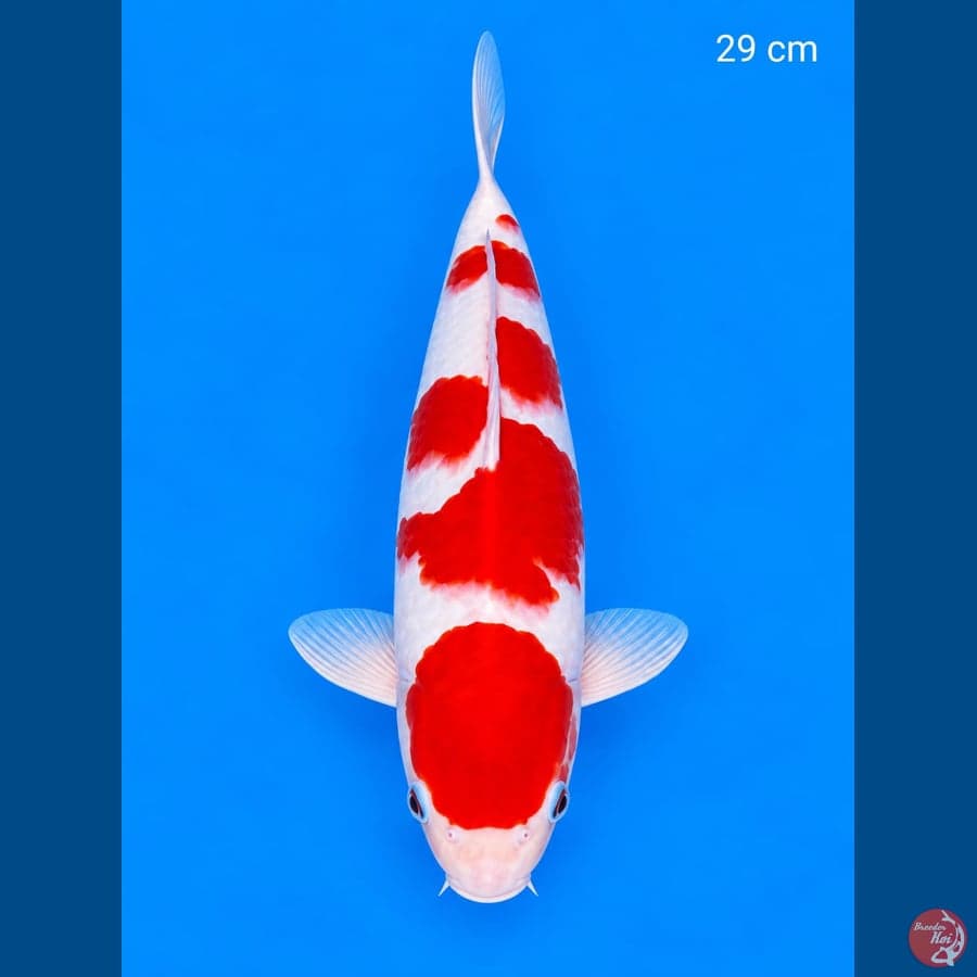 Kohaku