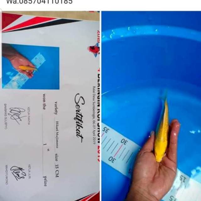 serti juara 1