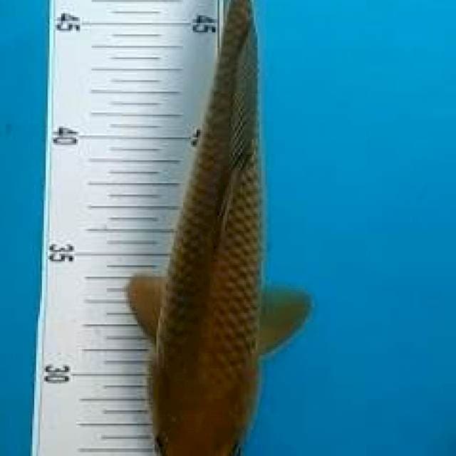 Penjinak*28cm