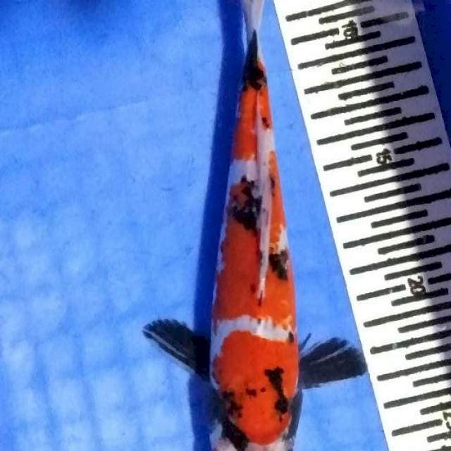 Marso 20 cm