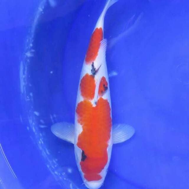F1 Sanke Tategoi Halus Female - Original Pola - 33cm