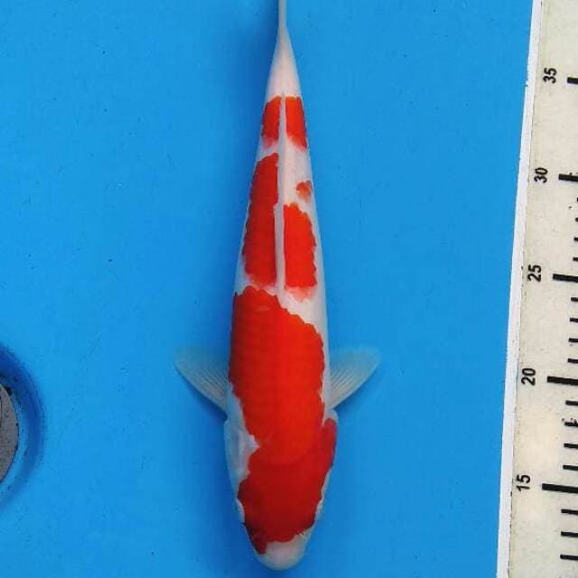 KOHAKU CIAMIK