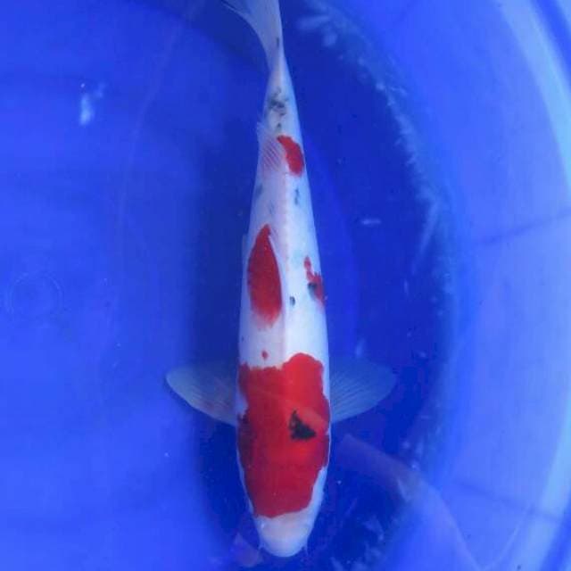 F1 Red Sanke Tategoi Male - original pola - 37cm