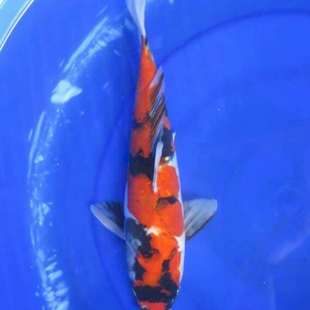 Hi Showa Doitsu F1 - 35cm Male