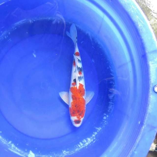F1 Koromo Sanke Original Pola - 37cm Male