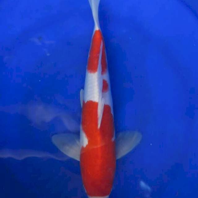 Kohaku F1 Good Skin - 30cm Male