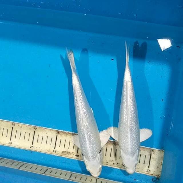 25cm Duo Platinum Ginrin HQ murmer
