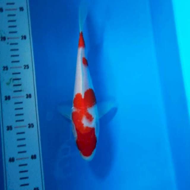 kohaku