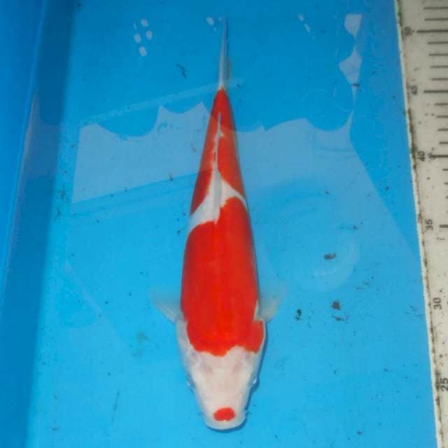 HANATSUKI BOSHU KOHAKU