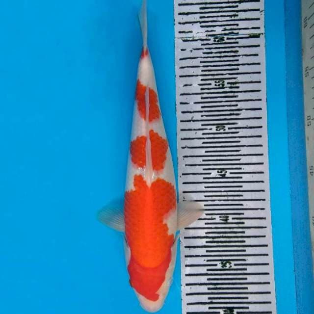 Kohaku yondan