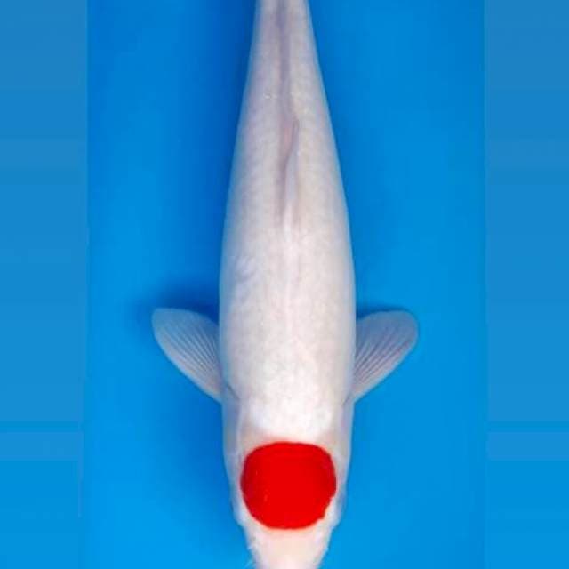 Tancho kohaku