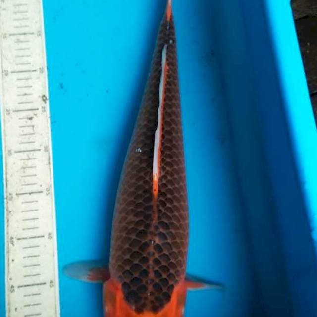 Akamatsuba 49cm F1