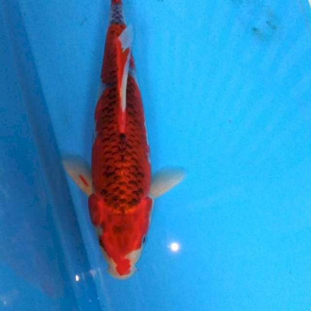 KUJAKU MERAH