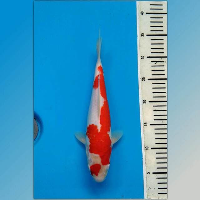 MARUTEN KOHAKU