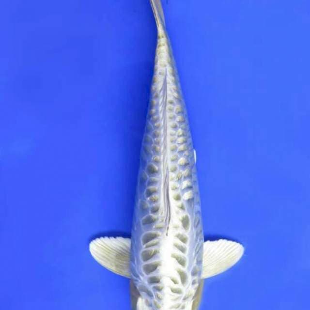 Koleksi Ogon Aragoke no bocor 32cm