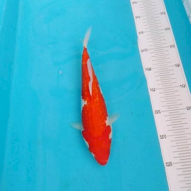 Aseli merah ginrin 30 bu