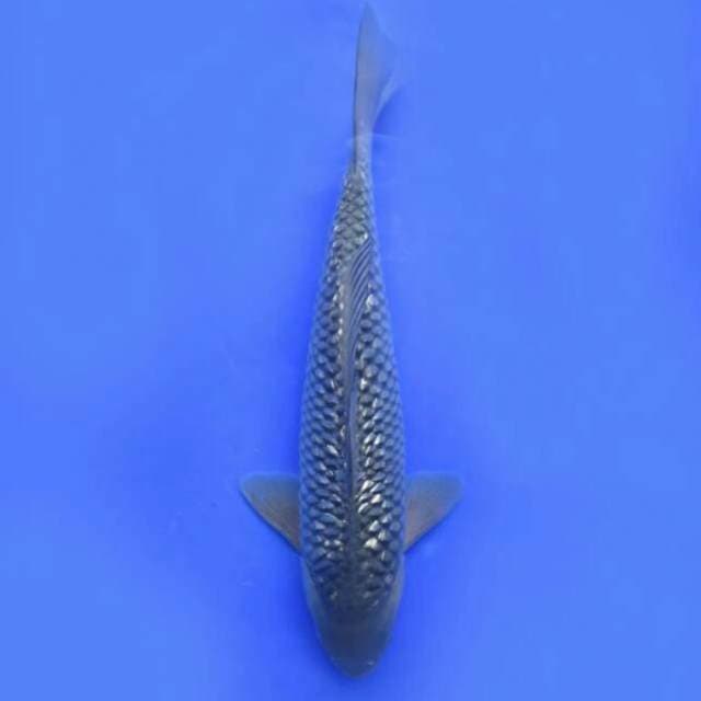 Soragoi gindin calon jumbo 36cm