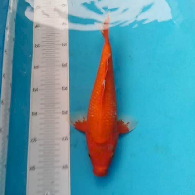 Aka hajiro ginrin bagus 31cm