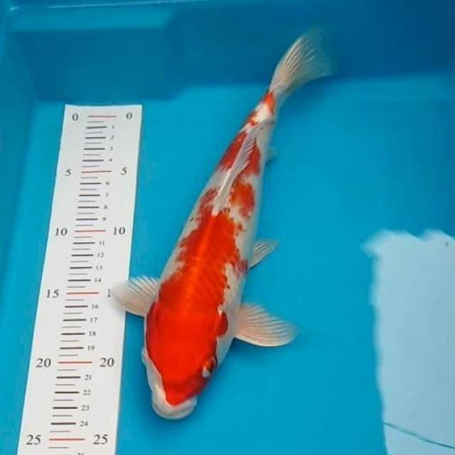 Kikushui original 30bu