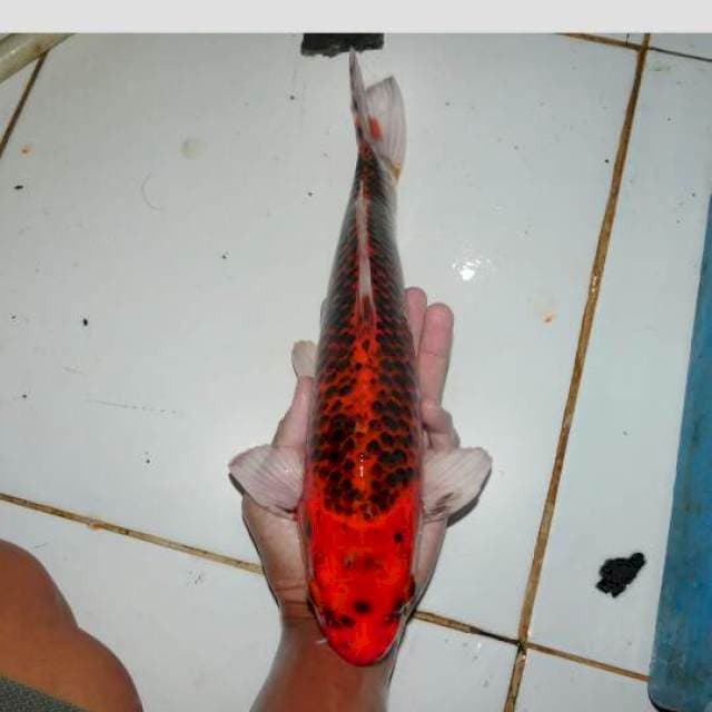 super aka matsuba super red