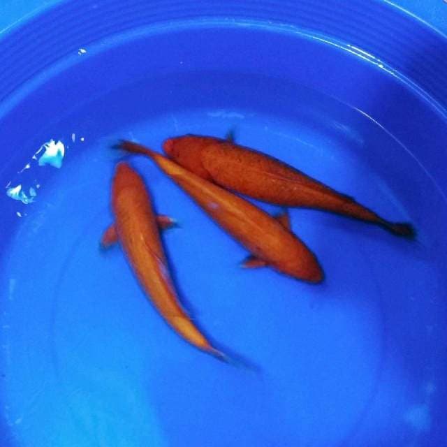 Chagoi merah