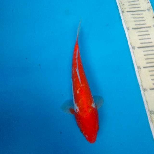 Benikumon 30Bu