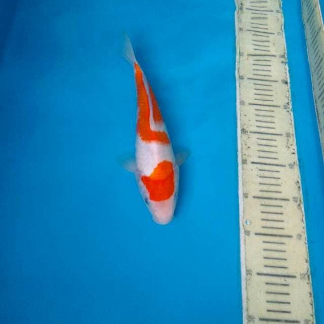 Kohaku 30Cm