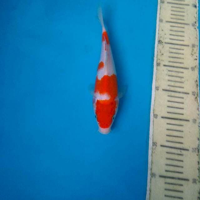 Kohaku 25Cm