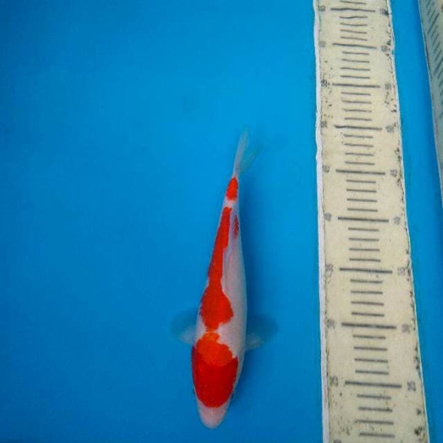 Kohaku top 30bu